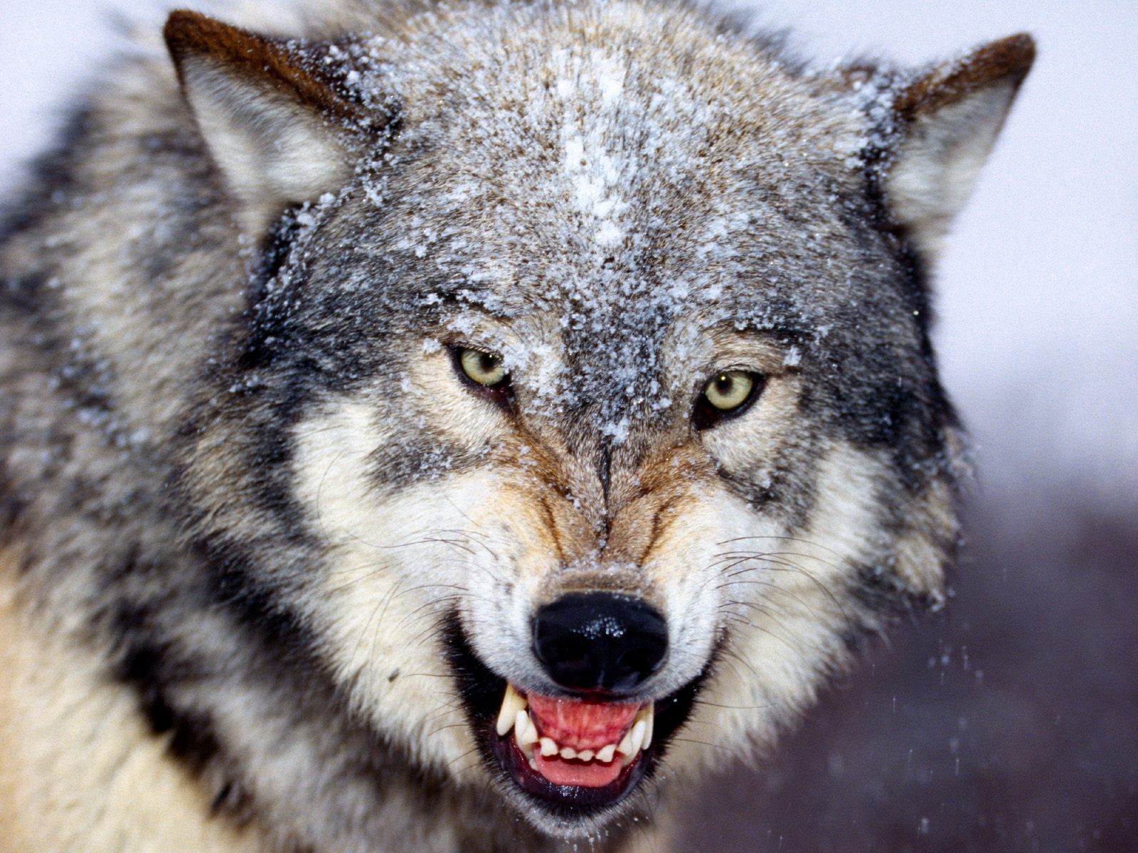 Snarling-20Gray-20Wolf